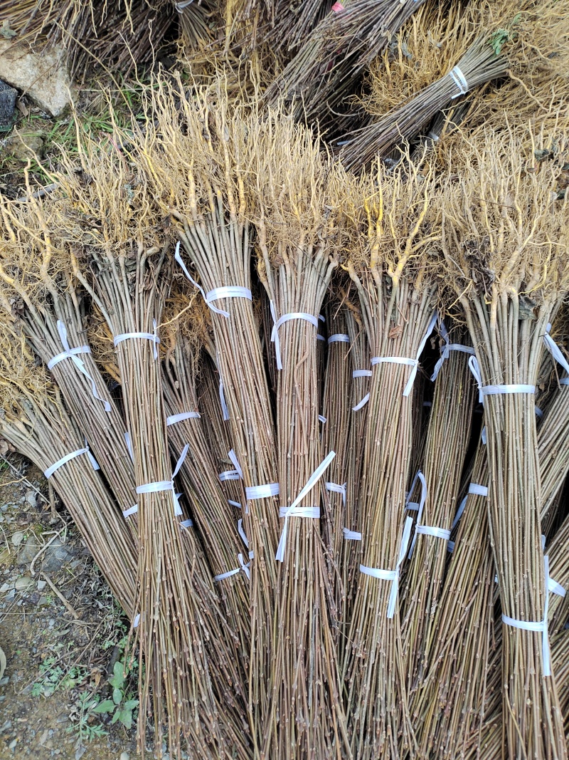 厚皮黄柏苗清土处理