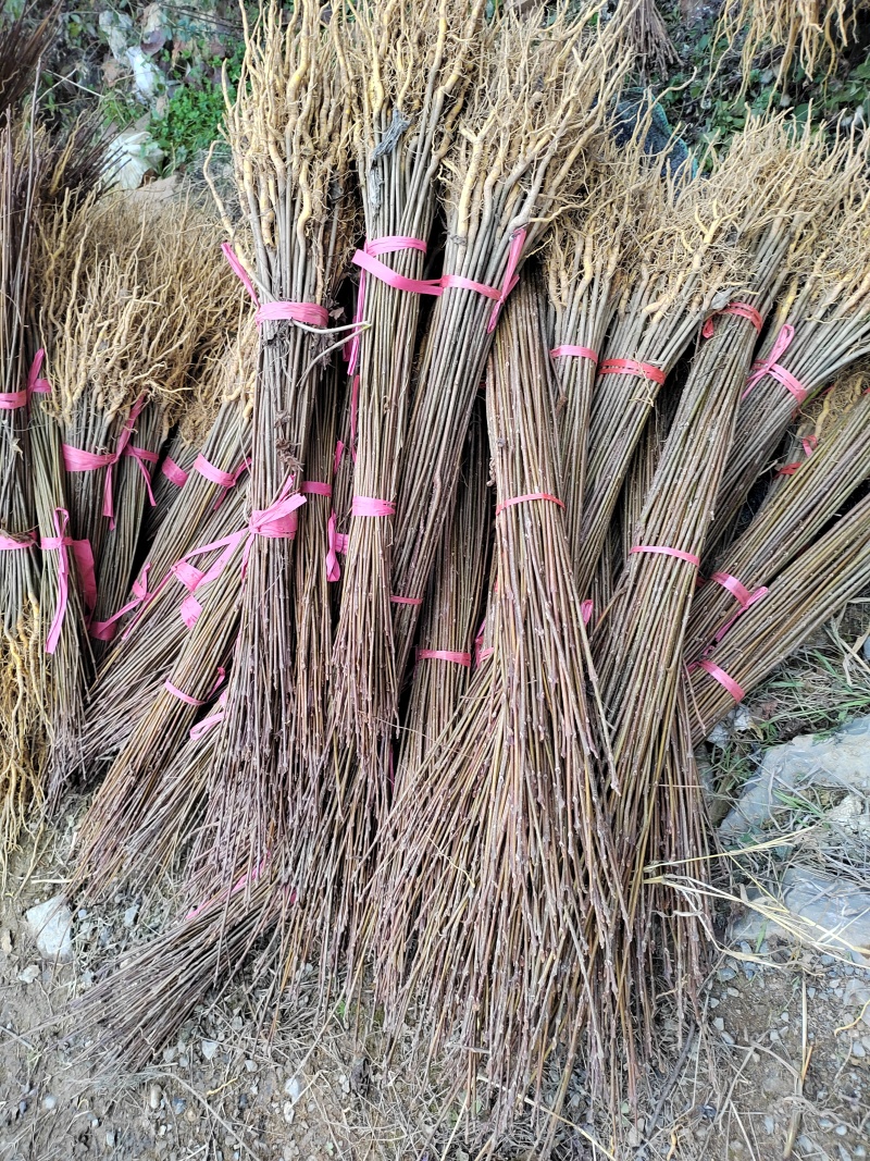 厚皮黄柏苗清土处理