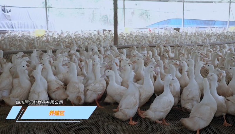 鸭肉鸭屠宰工厂，源头直供批发价。