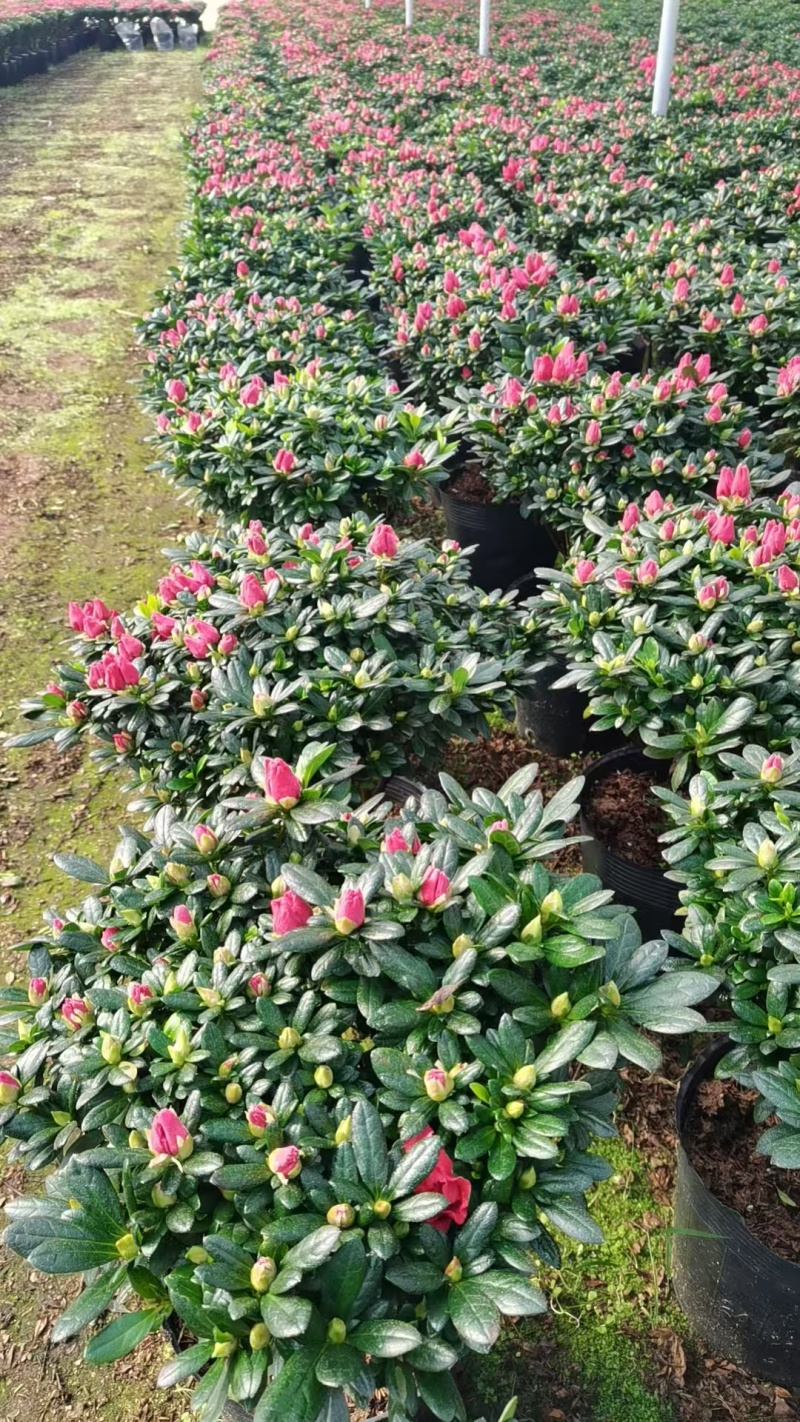 23杯40公分.红宝石杜鵑花年花爆棚。