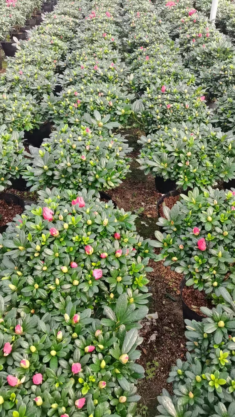 23杯40公分.红宝石杜鵑花年花爆棚。