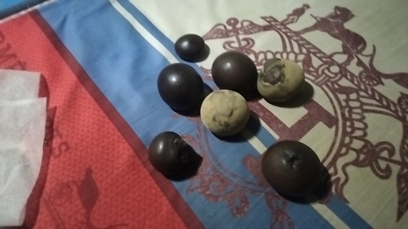 羊结石。羊宝***********