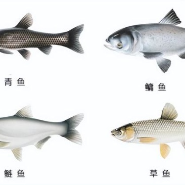 四大家鱼，草鱼为主