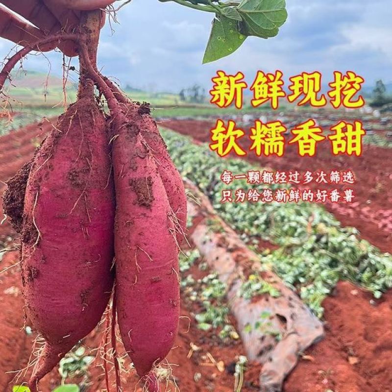 高山榴莲蜜薯