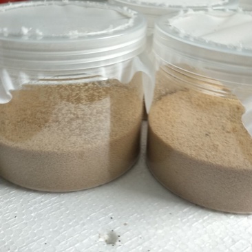 黑水虻虫卵