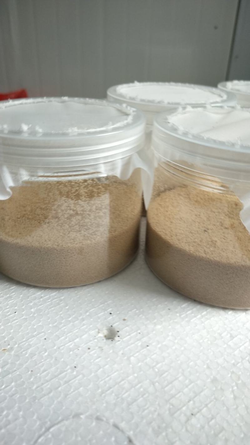 黑水虻虫卵