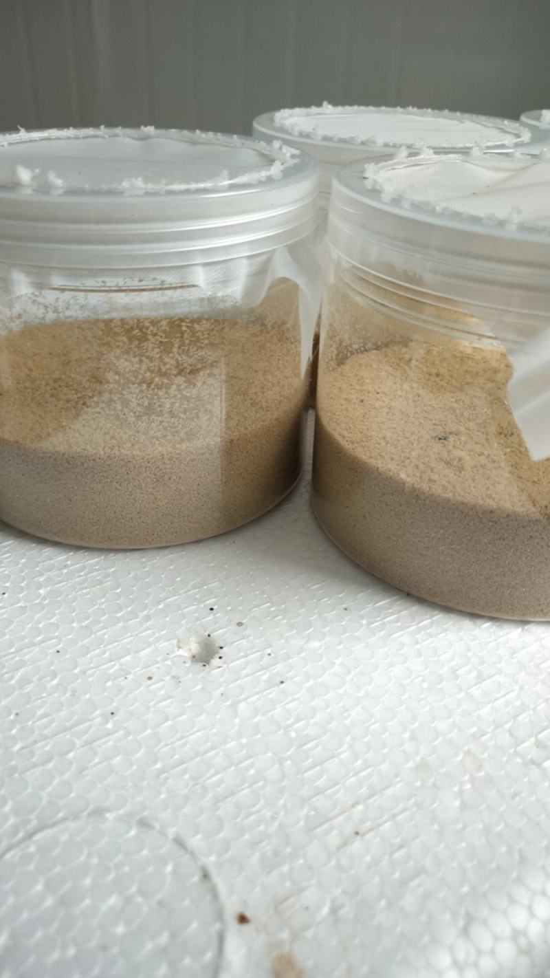 黑水虻虫卵