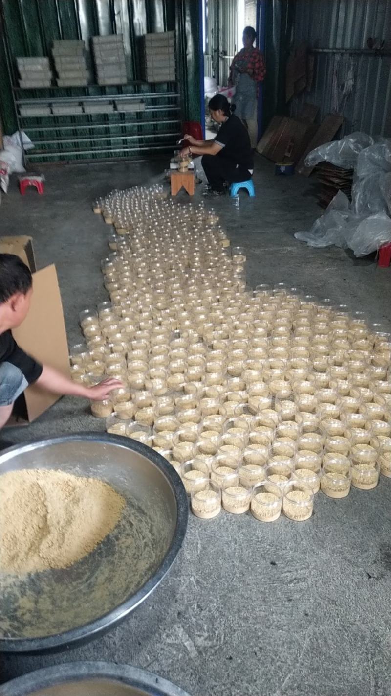 黑水虻虫卵