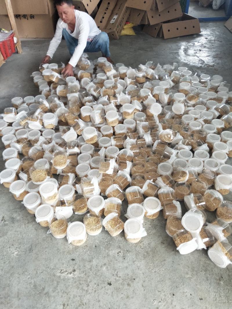 黑水虻虫卵