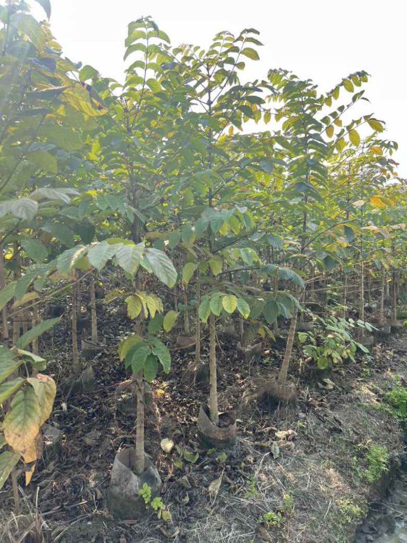 火焰木原生苗1-3分，大量低价出售