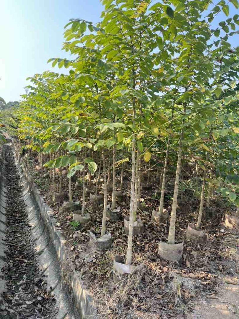 火焰木原生苗1-3分，大量低价出售