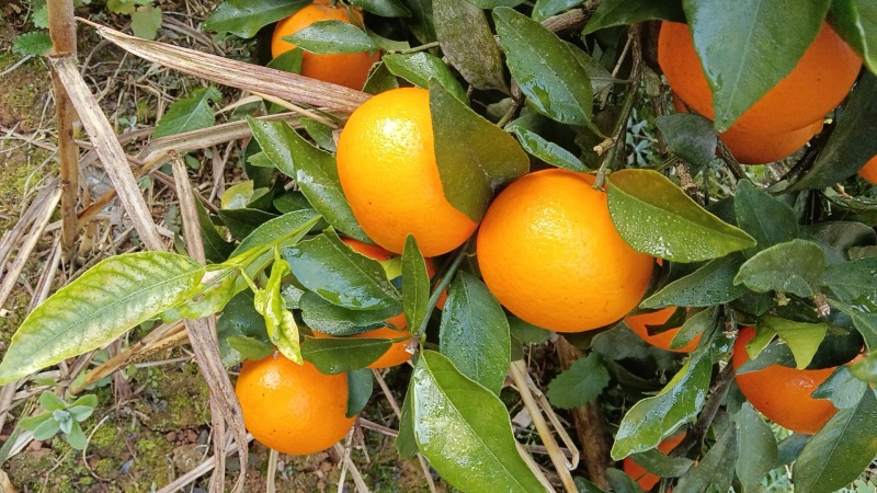 沙糖桔