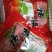 陕西富平柿饼头茬大果子，处理价包邮