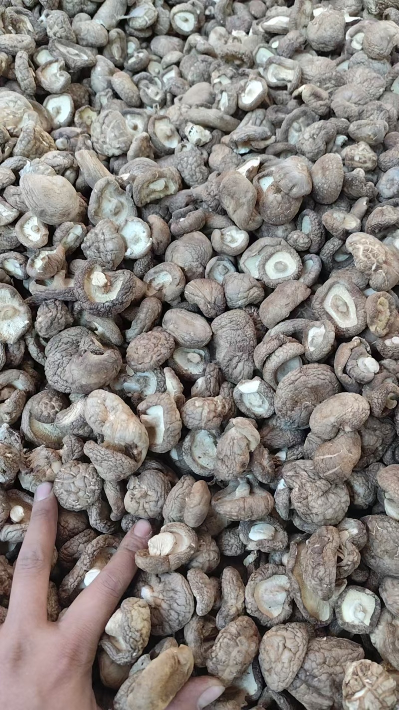 2-2.5/2.5-3/3-4/4以上大菇，各种规格的干香菇