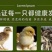 麻鸡苗货到满意付款包防疫满1000送100包运输