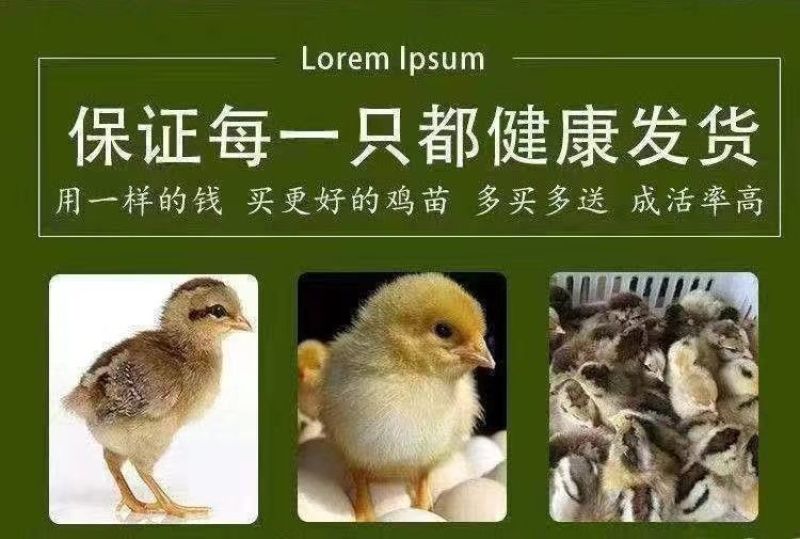 麻鸡苗货到满意付款包防疫满1000送100包运输