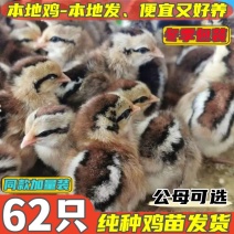 麻鸡苗货到满意付款包防疫满1000送100包运输