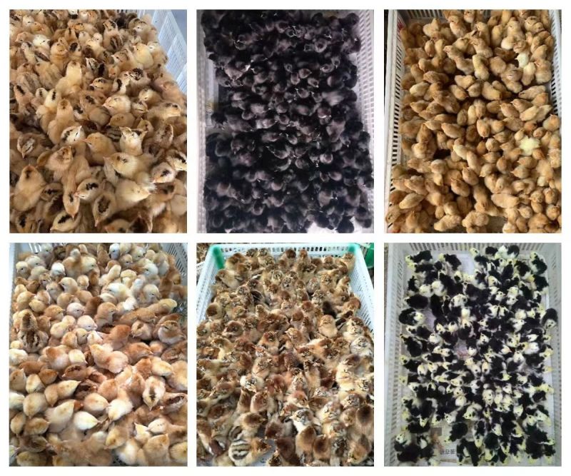 麻鸡苗货到满意付款包防疫满1000送100包运输