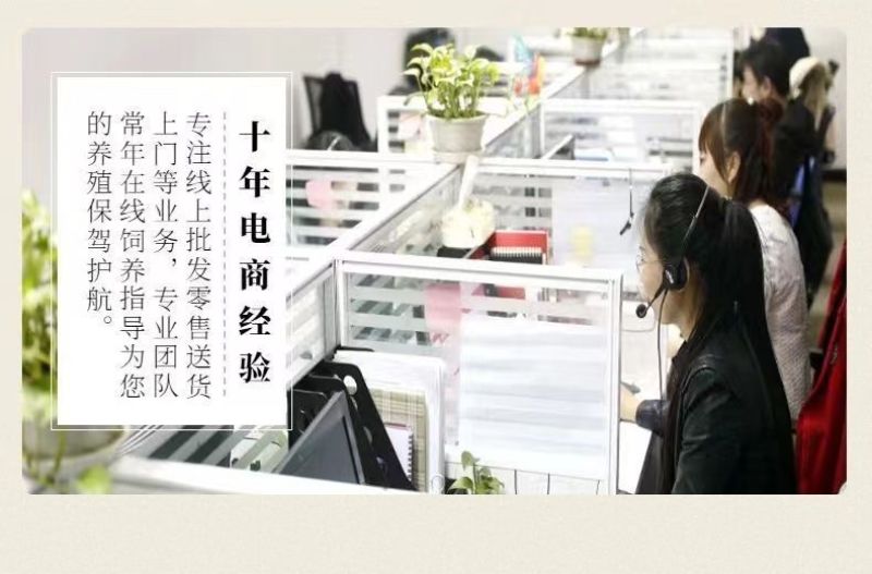土鸡苗货到满意付款包防疫满1000送100包运输