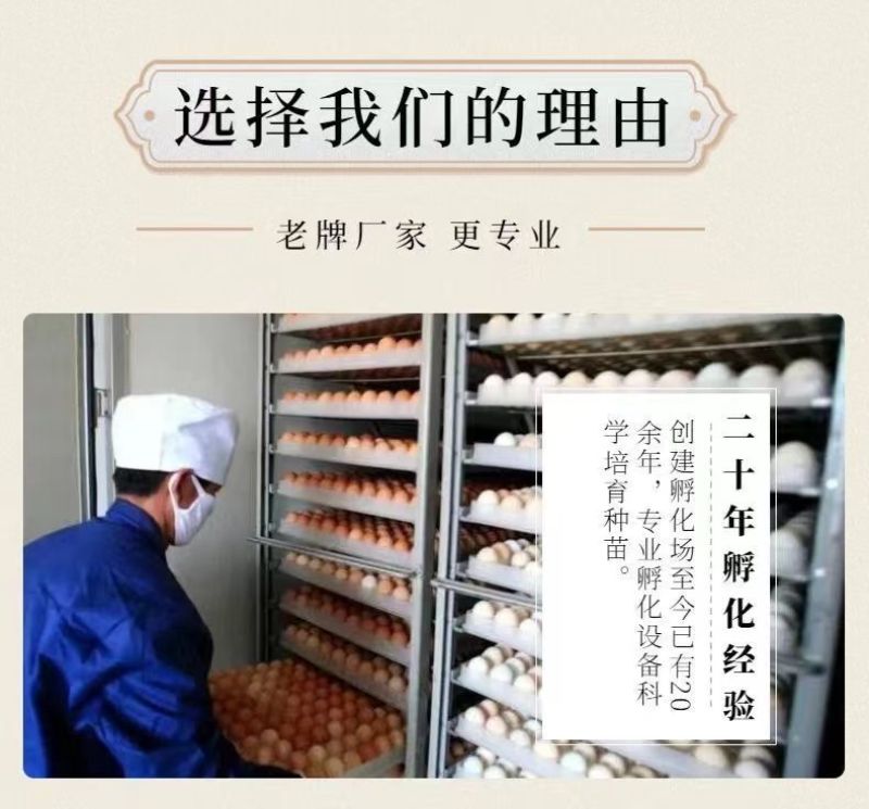 土鸡苗货到满意付款包防疫满1000送100包运输