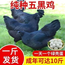 五黑鸡苗货到满意付款包防疫满1000送100包运输