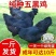 五黑鸡苗货到满意付款包防疫满1000送100包运输