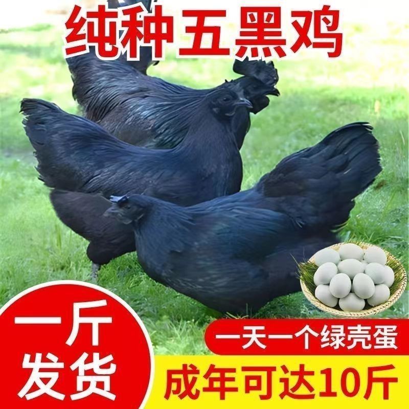 五黑鸡苗货到满意付款包防疫满1000送100包运输
