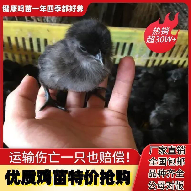 五黑鸡苗货到满意付款包防疫满1000送100包运输