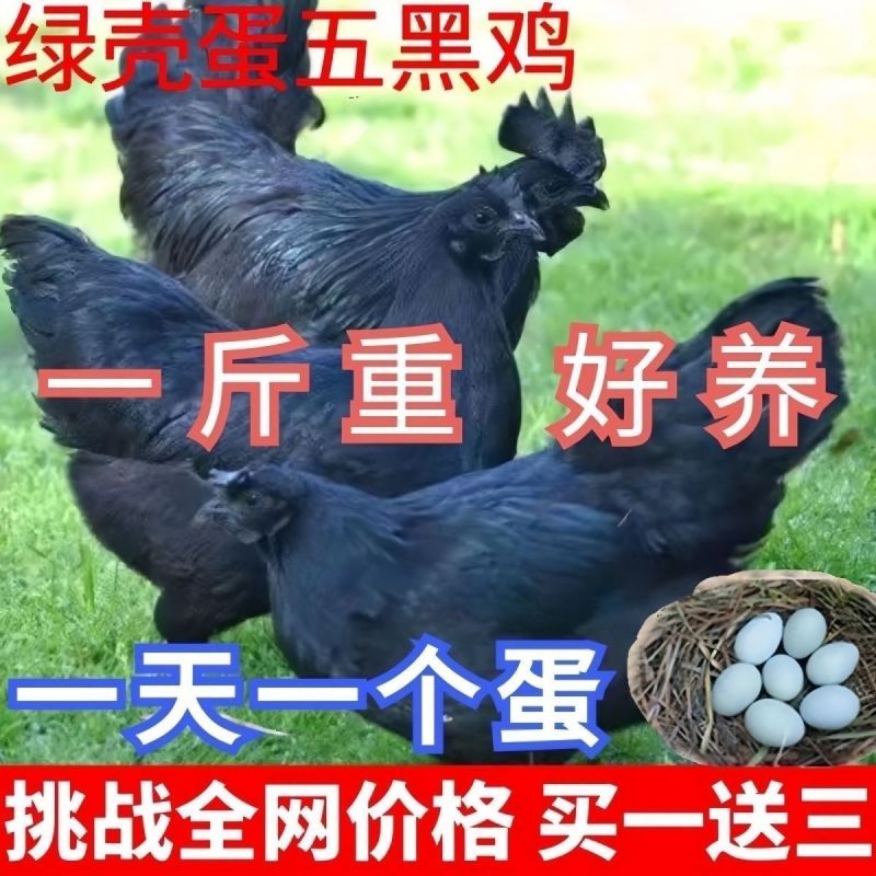 五黑鸡苗货到满意付款包防疫满1000送100包运输