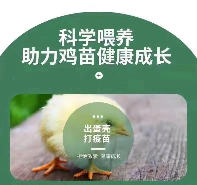 三黄鸡苗货到满意付款包防疫满1000送100包运输