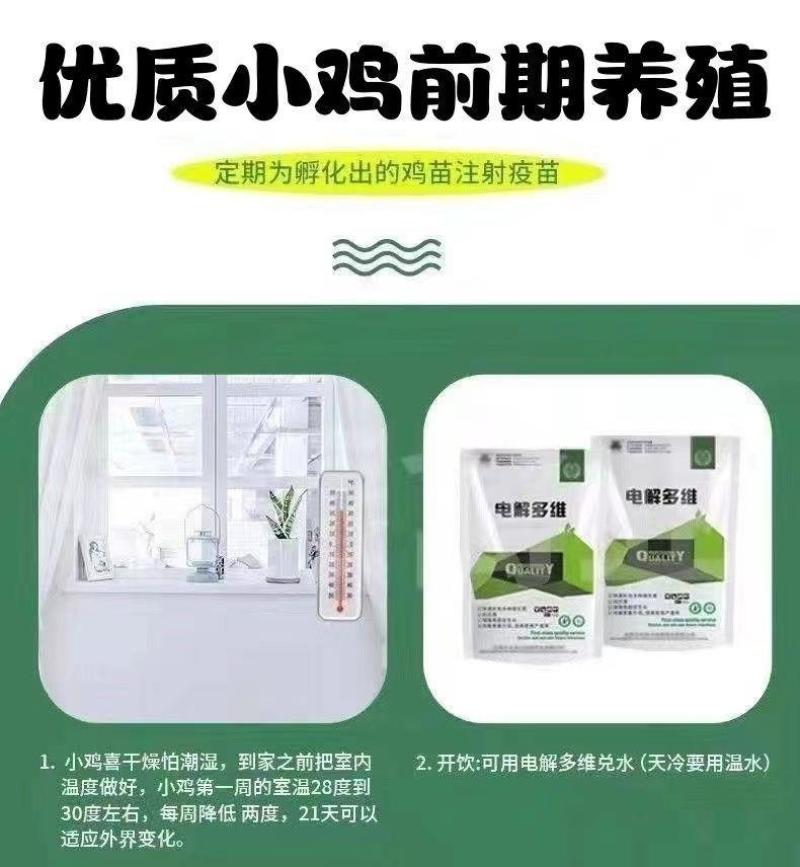 三黄鸡苗货到满意付款包防疫满1000送100包运输