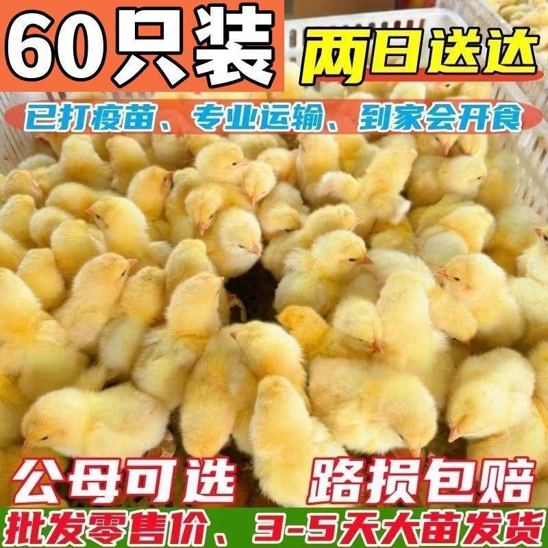 三黄鸡苗货到满意付款包防疫满1000送100包运输