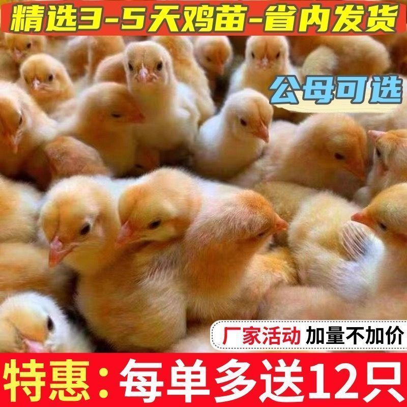 三黄鸡苗货到满意付款包防疫满1000送100包运输