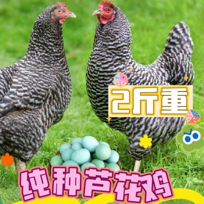 芦花鸡苗货到满意付款包防疫满1000送100包运输