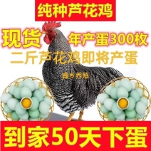 芦花鸡苗货到满意付款包防疫满1000送100包运输