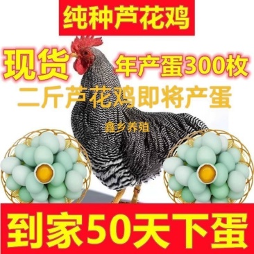 芦花鸡苗货到满意付款包防疫满1000送100包运输