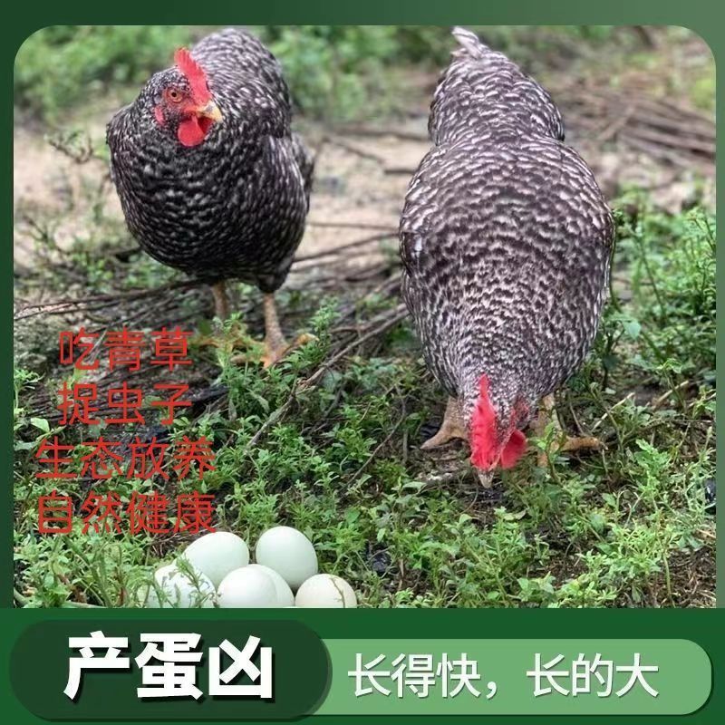 芦花鸡苗货到满意付款包防疫满1000送100包运输