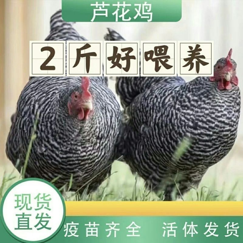 芦花鸡苗货到满意付款包防疫满1000送100包运输