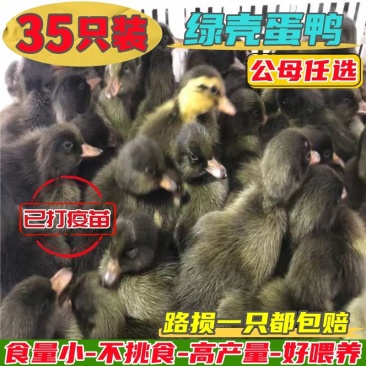 金锭鸭苗货到满意付款包防疫满1000送100包运输