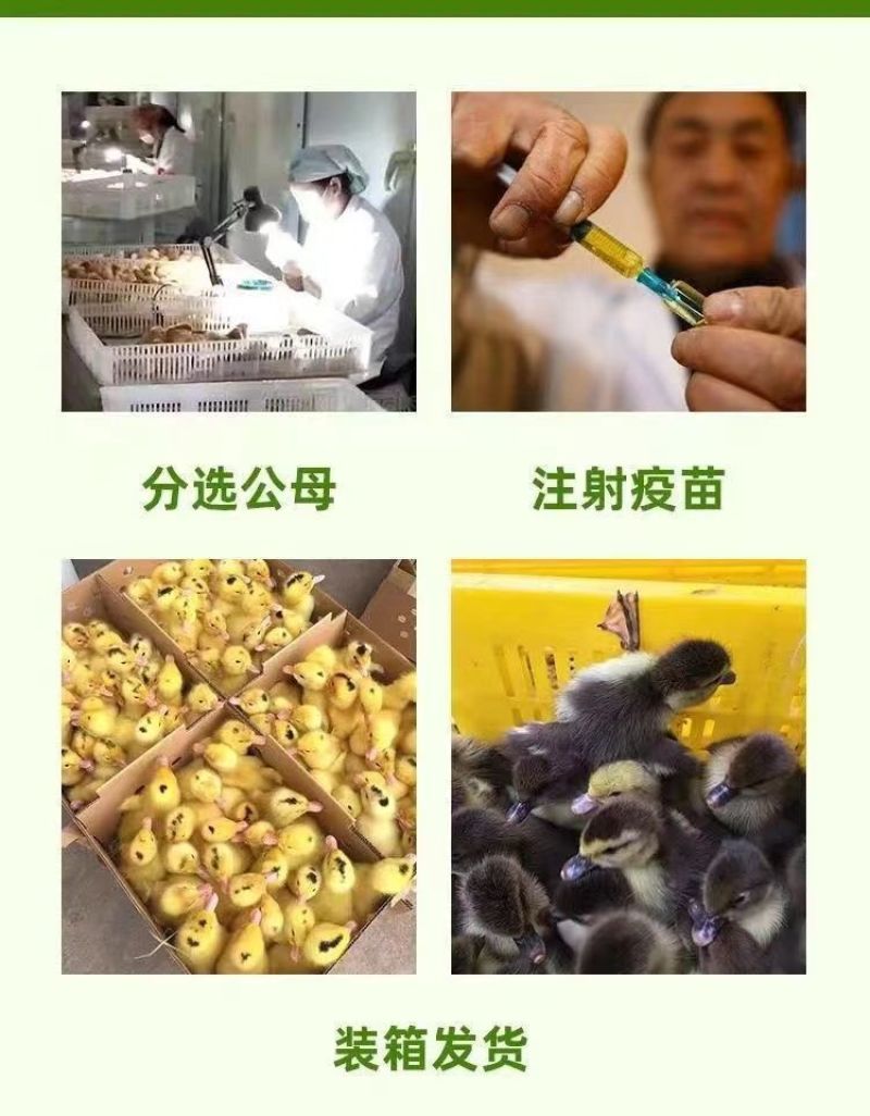 金锭鸭苗货到满意付款包防疫满1000送100包运输