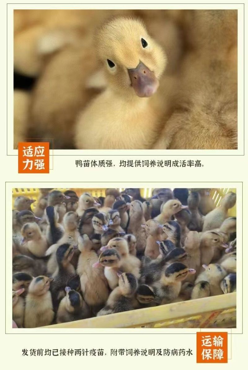 金锭鸭苗货到满意付款包防疫满1000送100包运输