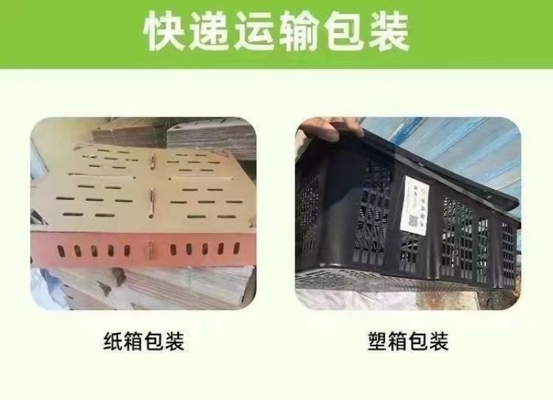 金锭鸭苗货到满意付款包防疫满1000送100包运输