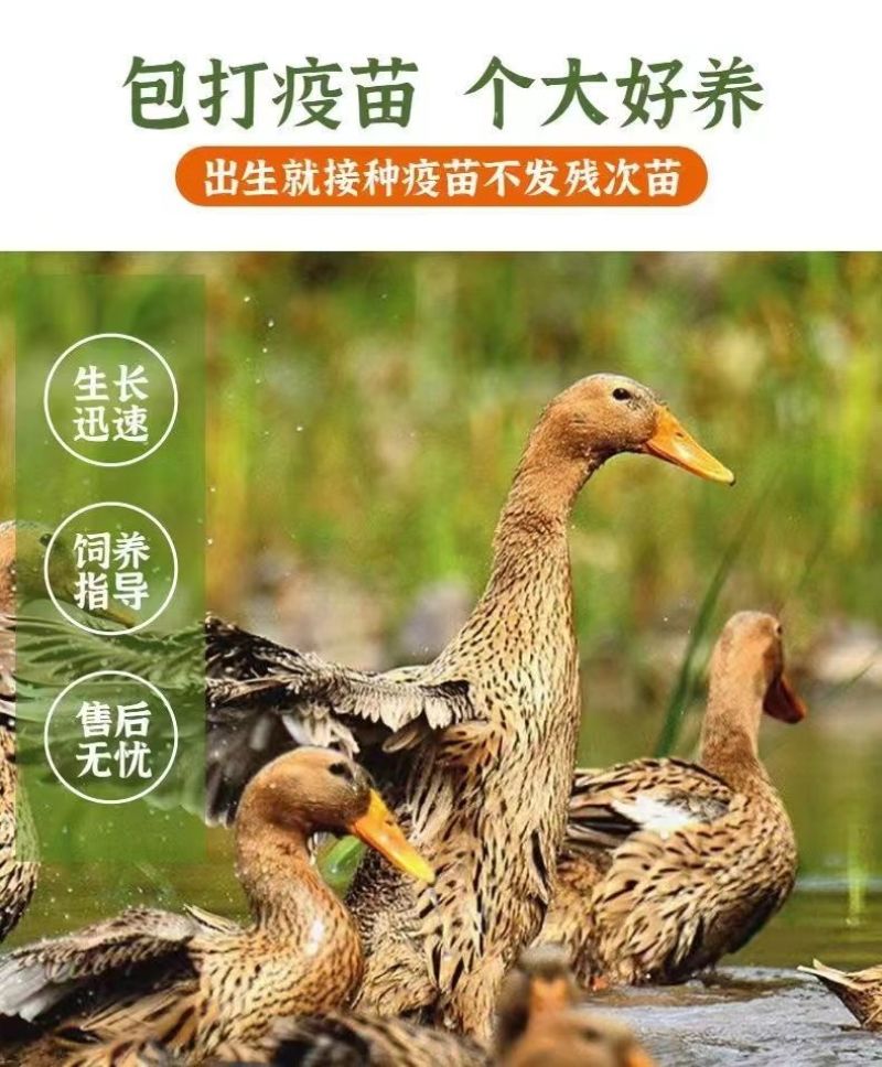 金锭鸭苗货到满意付款包防疫满1000送100包运输