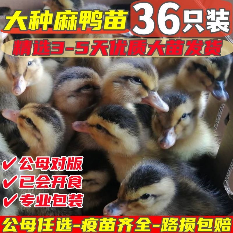 麻鸭苗货到满意付款满1000送100包成活包运输