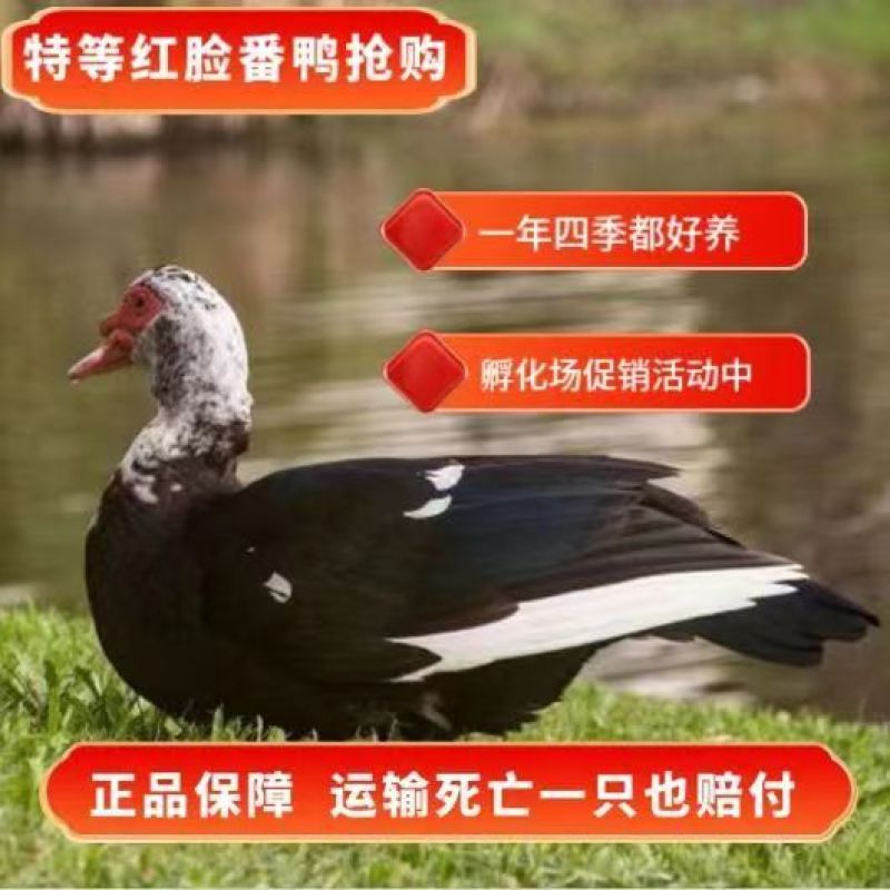 番鸭苗货到满意付款满1000送100包成活包运输