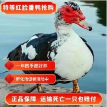 番鸭苗货到满意付款满1000送100包成活包运输