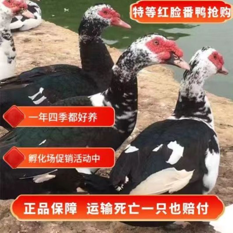 番鸭苗货到满意付款满1000送100包成活包运输