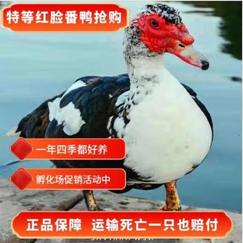 番鸭苗货到满意付款满1000送100包成活包运输