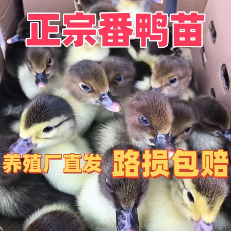 番鸭苗货到满意付款满1000送100包成活包运输
