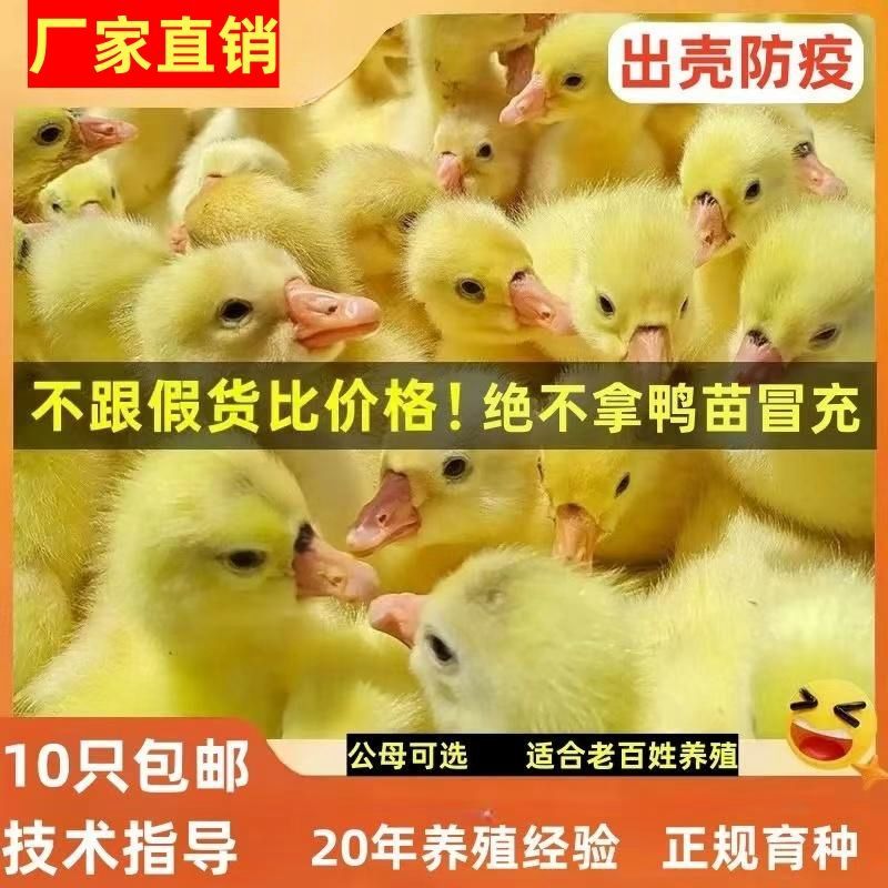 三花鹅苗货到满意付款满1000送100包成活包运输